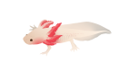 Remchinger Axolotl - wasserdrachen.de