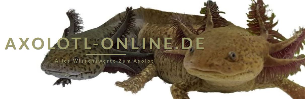 Forum axolotl-online.de